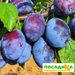 Слива Чачакская ранняя купить по цене от 229.00р. в интернет-магазине «Посадика» с доставкой почтой в в Можгае и по всей России – [изображение №1].