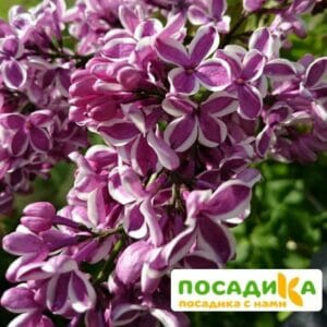 Сирень Сенсация купить по цене от 529.00р. в интернет-магазине «Посадика» с доставкой почтой в в Можгае и по всей России – [изображение №1].