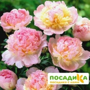 Пион Распберри Сандей (Paeonia Raspberry Sundae) купить по цене от 959р. в интернет-магазине «Посадика» с доставкой почтой в в Можгае и по всей России – [изображение №1].