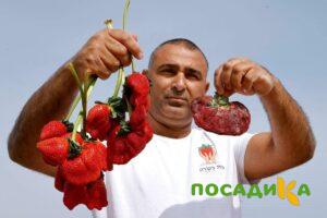 Клубника Гигант Джорнея купить по цене от 266р. в интернет-магазине «Посадика» с доставкой почтой в в Можгае и по всей России – [изображение №1].