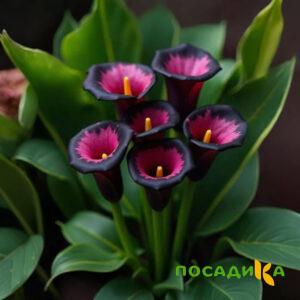 Калла Аура Лейс купить по цене от 400р. в интернет-магазине «Посадика» с доставкой почтой в в Можгае и по всей России – [изображение №1].