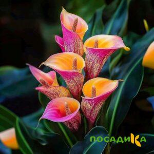 Калла Оникс купить по цене от 450р. в интернет-магазине «Посадика» с доставкой почтой в в Можгае и по всей России – [изображение №1].