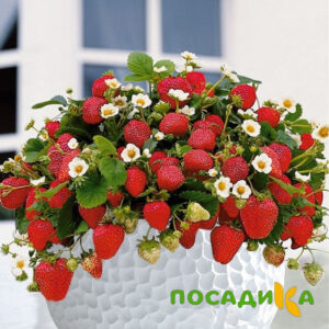 Клубника Рубиновый Шепот (горшечная) купить по цене от 240р. в интернет-магазине «Посадика» с доставкой почтой в в Можгае и по всей России – [изображение №1].