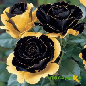 Роза Ханни Сикл купить по цене от 700р. в интернет-магазине «Посадика» с доставкой почтой в в Можгае и по всей России – [изображение №1].