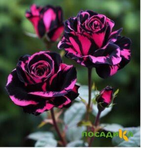 Роза Багровый Шепот купить по цене от 366р. в интернет-магазине «Посадика» с доставкой почтой в в Можгае и по всей России – [изображение №1].