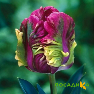 Тюльпан Экзотик Хэвен купить по цене от 186р. в интернет-магазине «Посадика» с доставкой почтой в в Можгае и по всей России – [изображение №1].