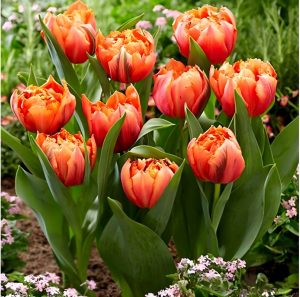 Тюльпан Гудошник Дабл купить по цене от 185р. в интернет-магазине «Посадика» с доставкой почтой в в Можгае и по всей России – [изображение №1].