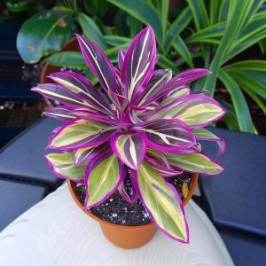 Хоста Сильвер Стик купить по цене от 650р. в интернет-магазине «Посадика» с доставкой почтой в в Можгае и по всей России – [изображение №1].