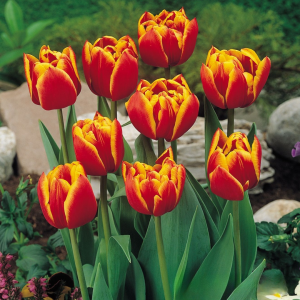 Тюльпан Блэк Фаер купить по цене от 275р. в интернет-магазине «Посадика» с доставкой почтой в в Можгае и по всей России – [изображение №1].