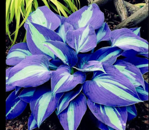 Хоста Аурелия купить по цене от 450р. в интернет-магазине «Посадика» с доставкой почтой в в Можгае и по всей России – [изображение №1].